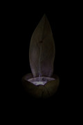 4948F1-Standing-Leaf-Fountain—NIGHT
