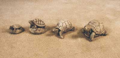 Turtles