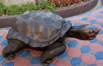 Large Turtle