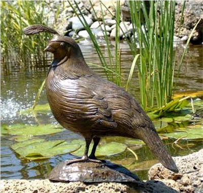 Male Quail