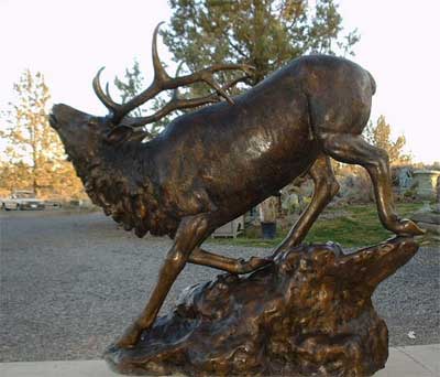 Large Elk on Rock