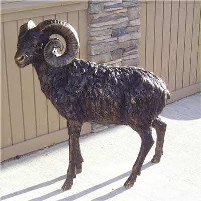 Big Horn Sheep