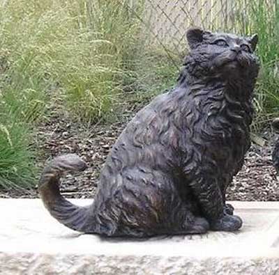 Longhair Cat