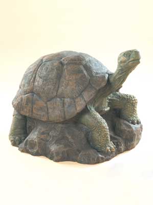 Tortoise (Color Accent)